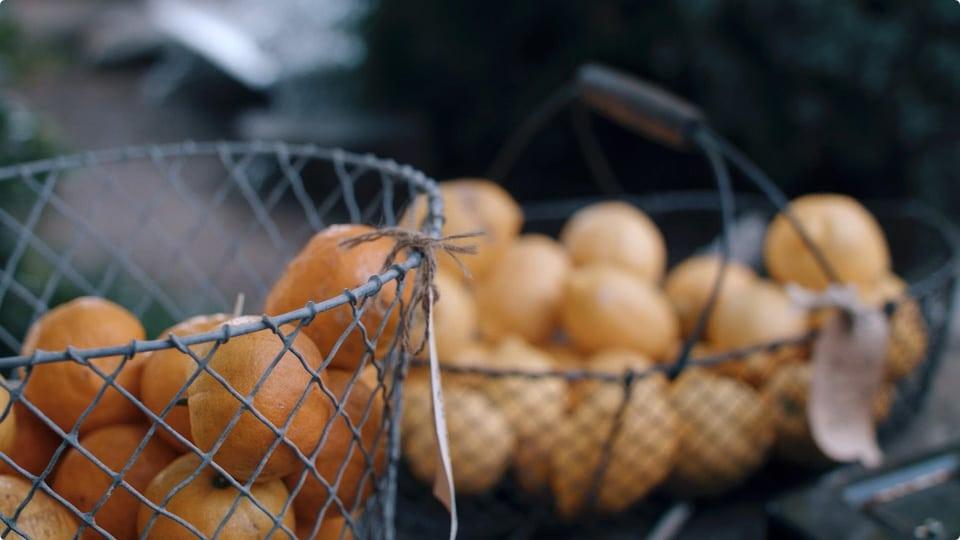 Panton Vineyard — production still