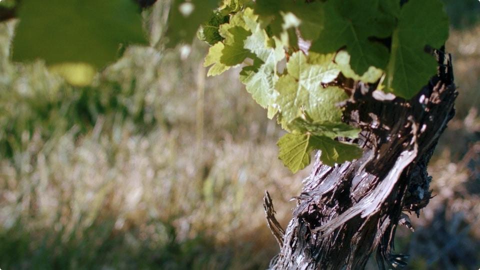 Panton Vineyard — production still